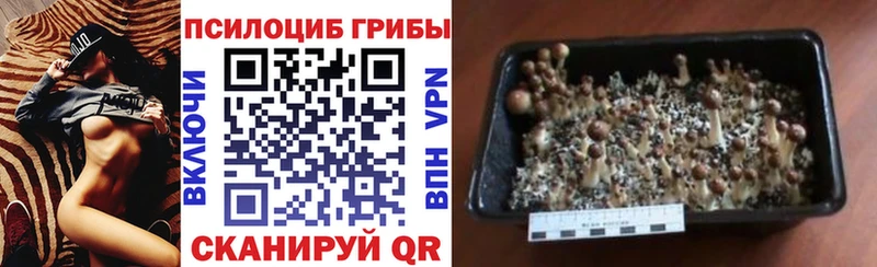 Псилоцибиновые грибы мицелий  Купить закладки  Шацк 